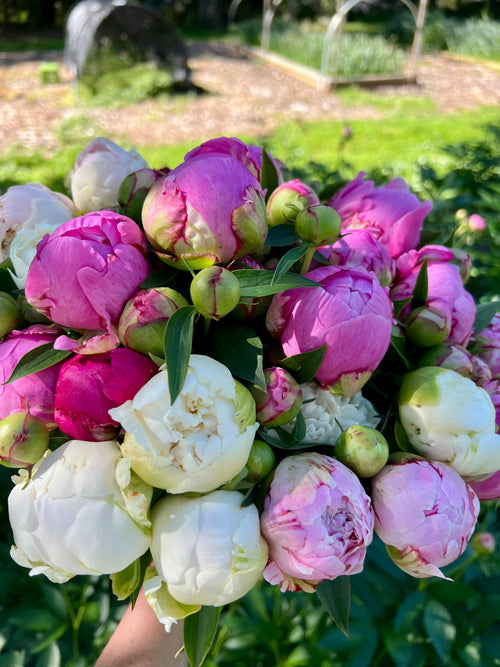 Peony Subscription