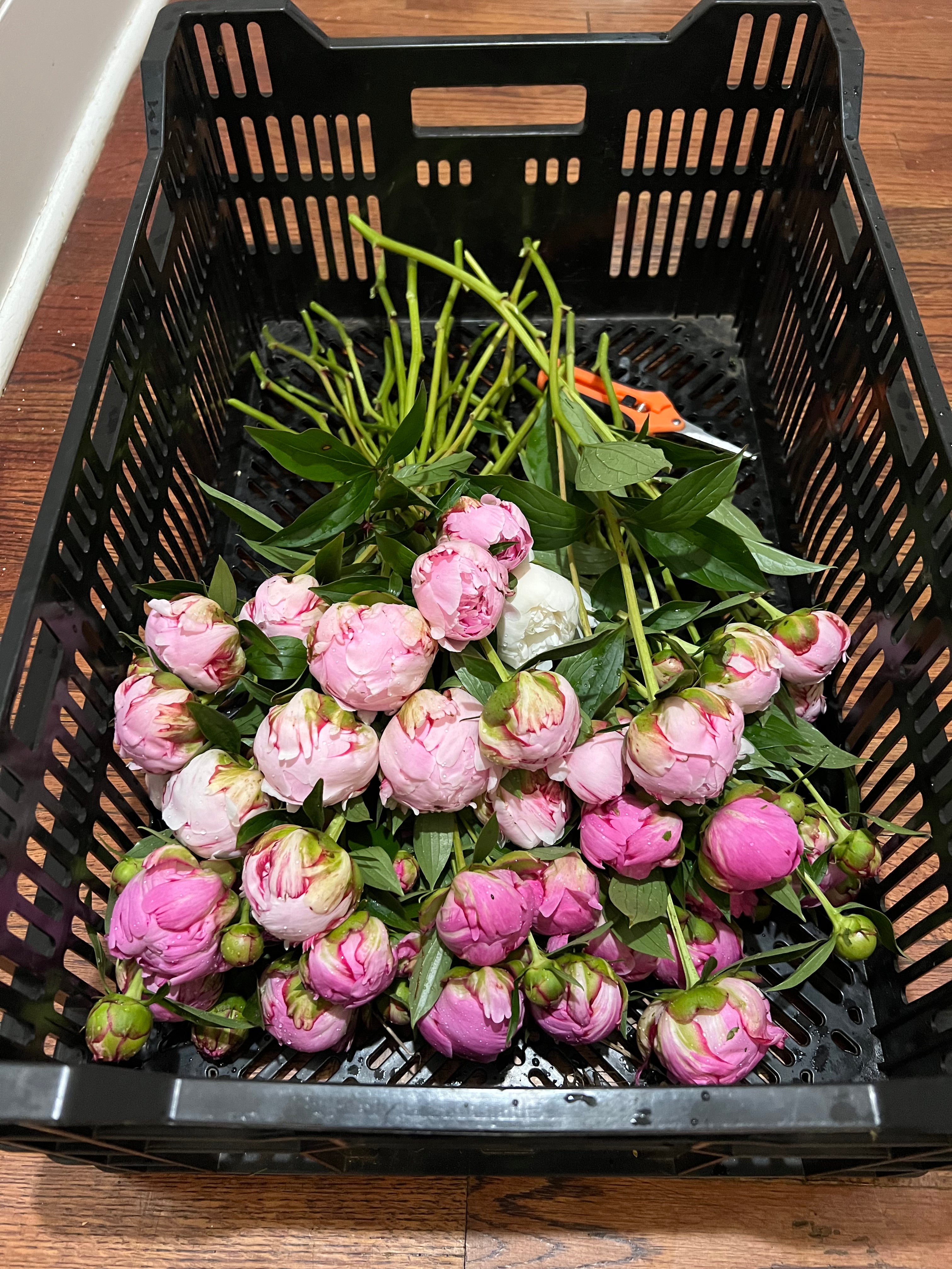 Peony Subscription