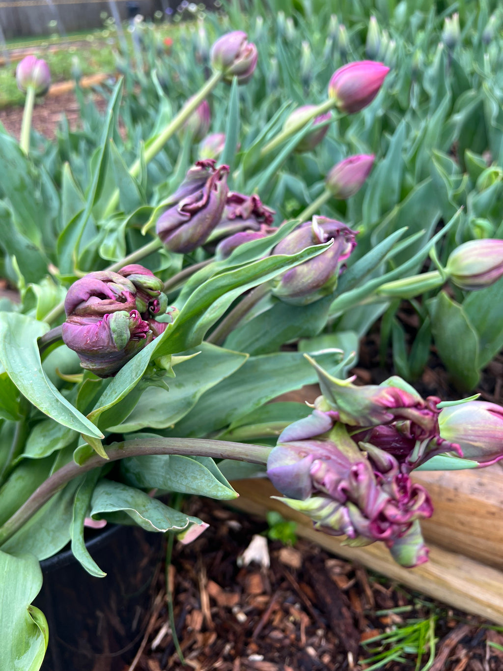 Spring Blooms Subscription  (5 Bouquets)