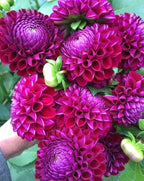 Three Season Subscription