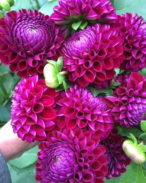 Three Season Subscription