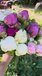 Peony Subscription